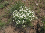 bushy peavine (Lathyrus rigidus)